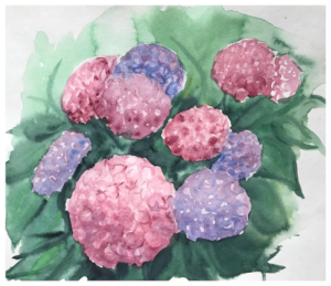 Aquarell von blau, lila und pink blühenden Hortensien