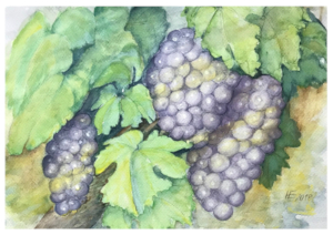 Aquarell von drei Trauben roter Weintrauben am Weinstock